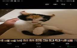 Mixed Breed cats for sale: Half spyhnx half calico  - Image 8