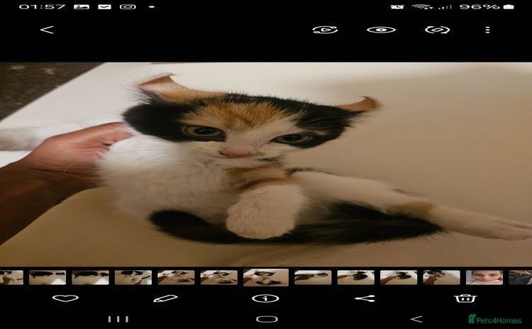 Mixed Breed cats - Advert 3