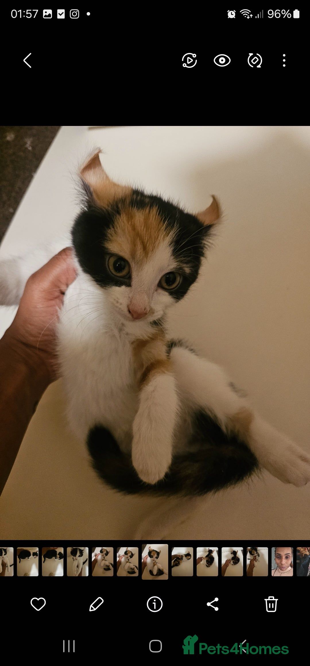 Mixed Breed cats for sale: Half spyhnx half calico  - Image 8