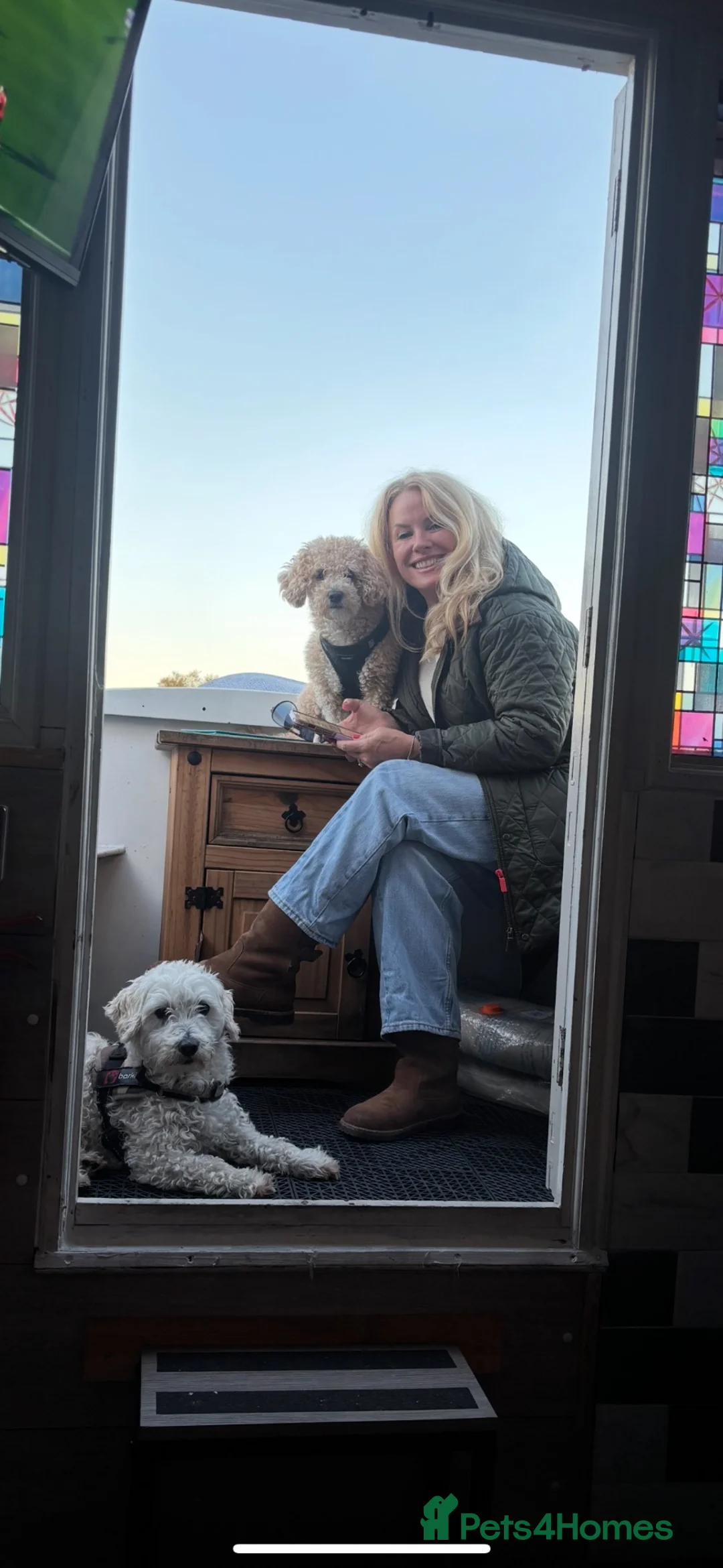 Poochon dogs for stud: poochon 4 years old new to dating  - Advert 7