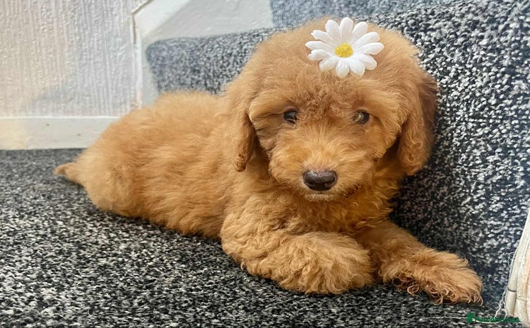 Cavapoo dogs - Advert 5