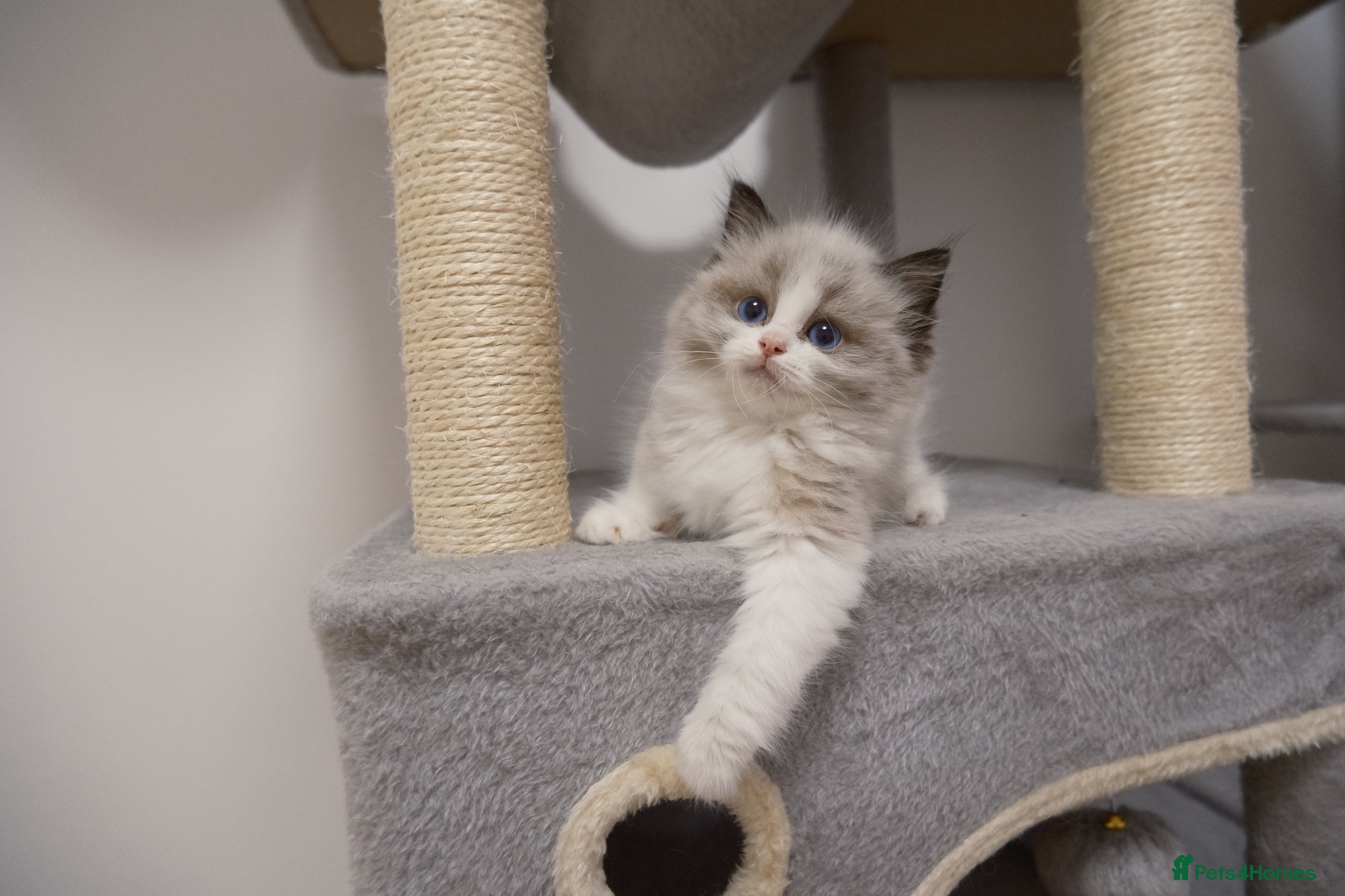 Ragdoll cats Champion European R-Bloodline Ragdoll Kittens - Advert 2