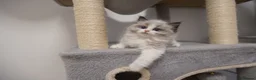 Ragdoll cats for sale: Champion European R-Bloodline Ragdoll Kittens - Advert 2