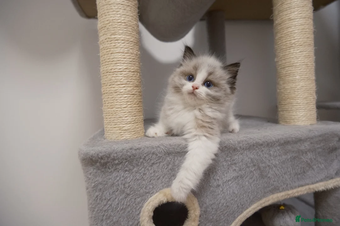 Ragdoll cats for sale: Champion European R-Bloodline Ragdoll Kittens - Advert 2