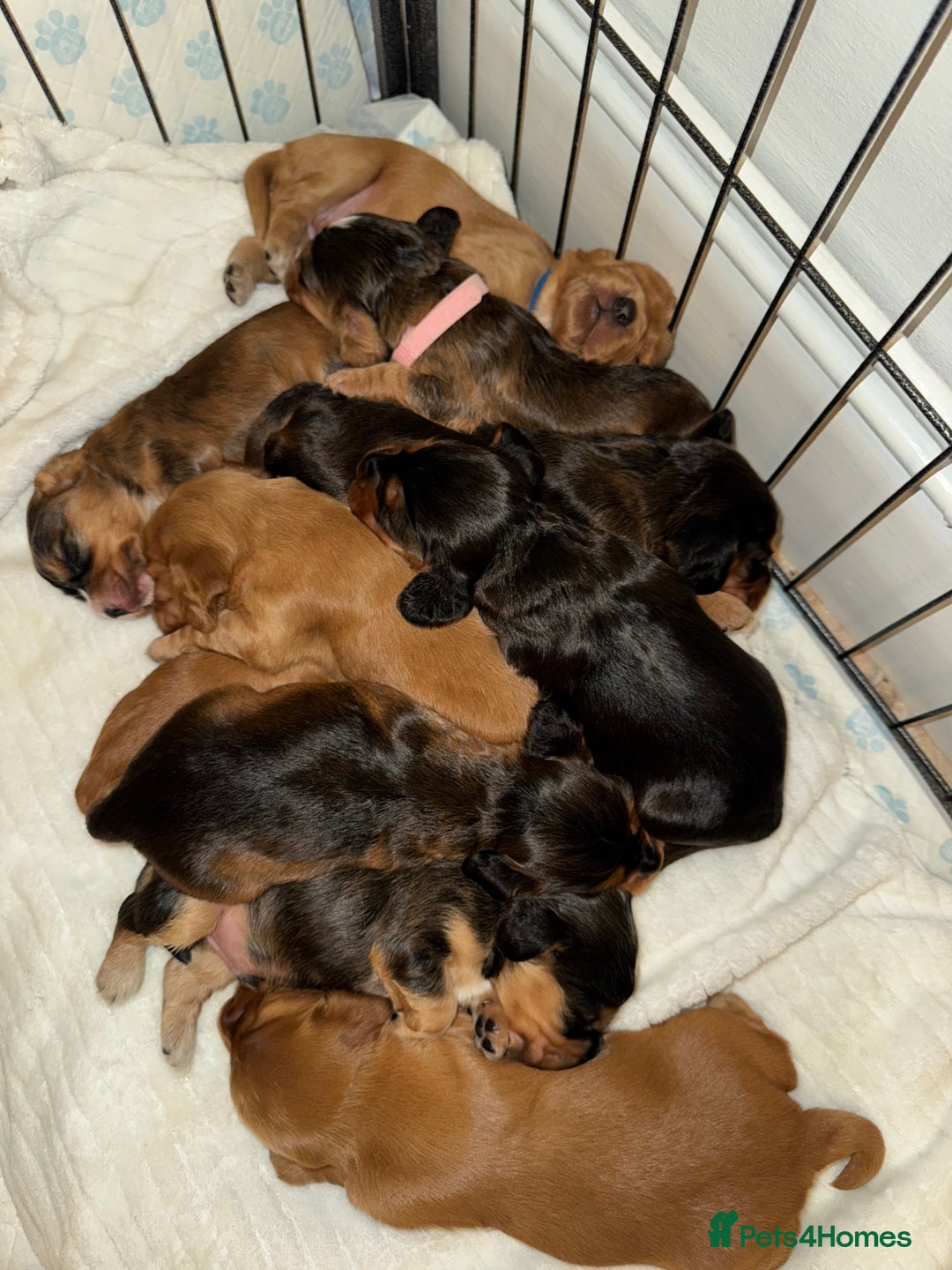 Cocker Spaniel dogs for sale: Show cocker spaniels  - Image 29