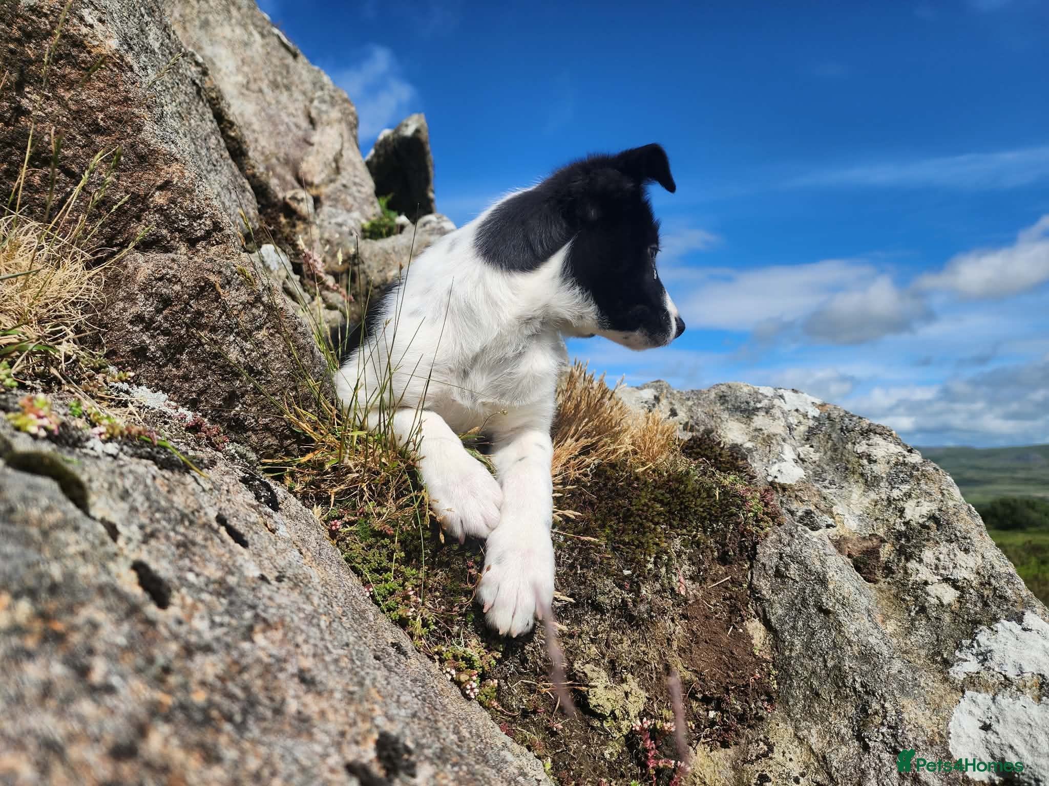 Border Collie dogs for sale: Gorgeous and Playful Border Collie Pup in Crymych - Advert 4