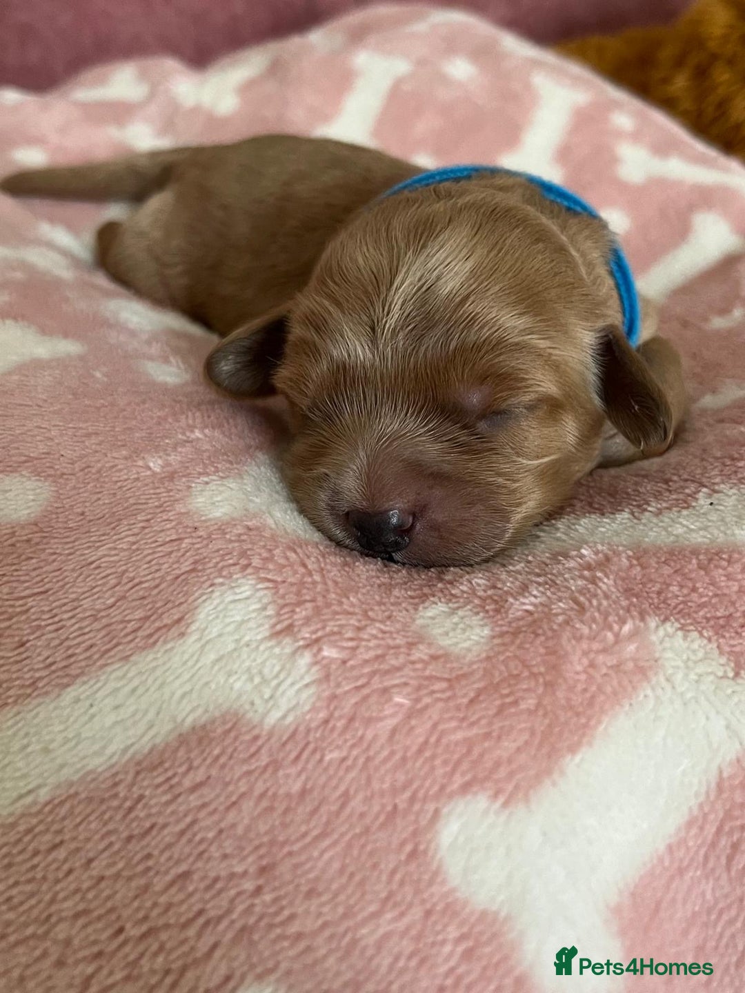 Cockapoo dogs for sale: 🌸3 gorgeous Chunky Cockapoos 🌸 - Image 7