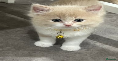 Ragdoll cats - Advert 7