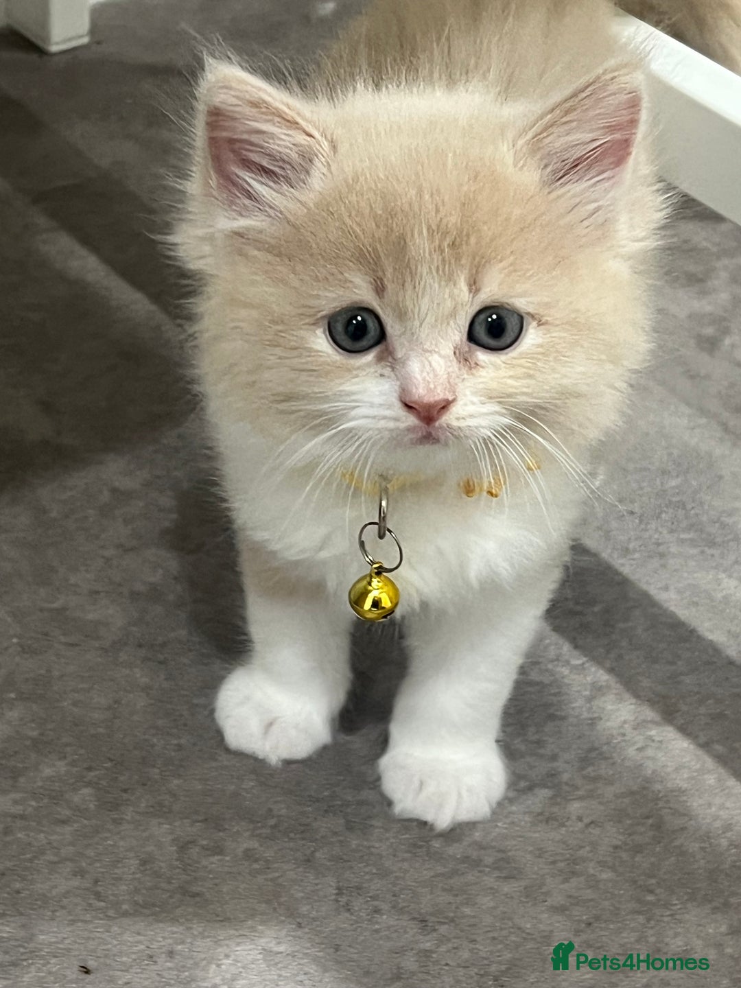 Ragdoll cats for sale: Persian x Ragdoll kittens - Image 2
