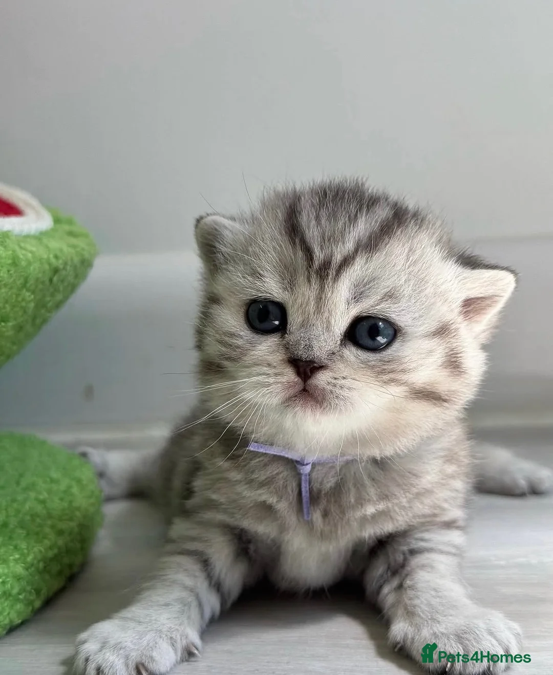 British Shorthair cats for sale: Stunning silver spotted British shorthair kittens - Advert 2