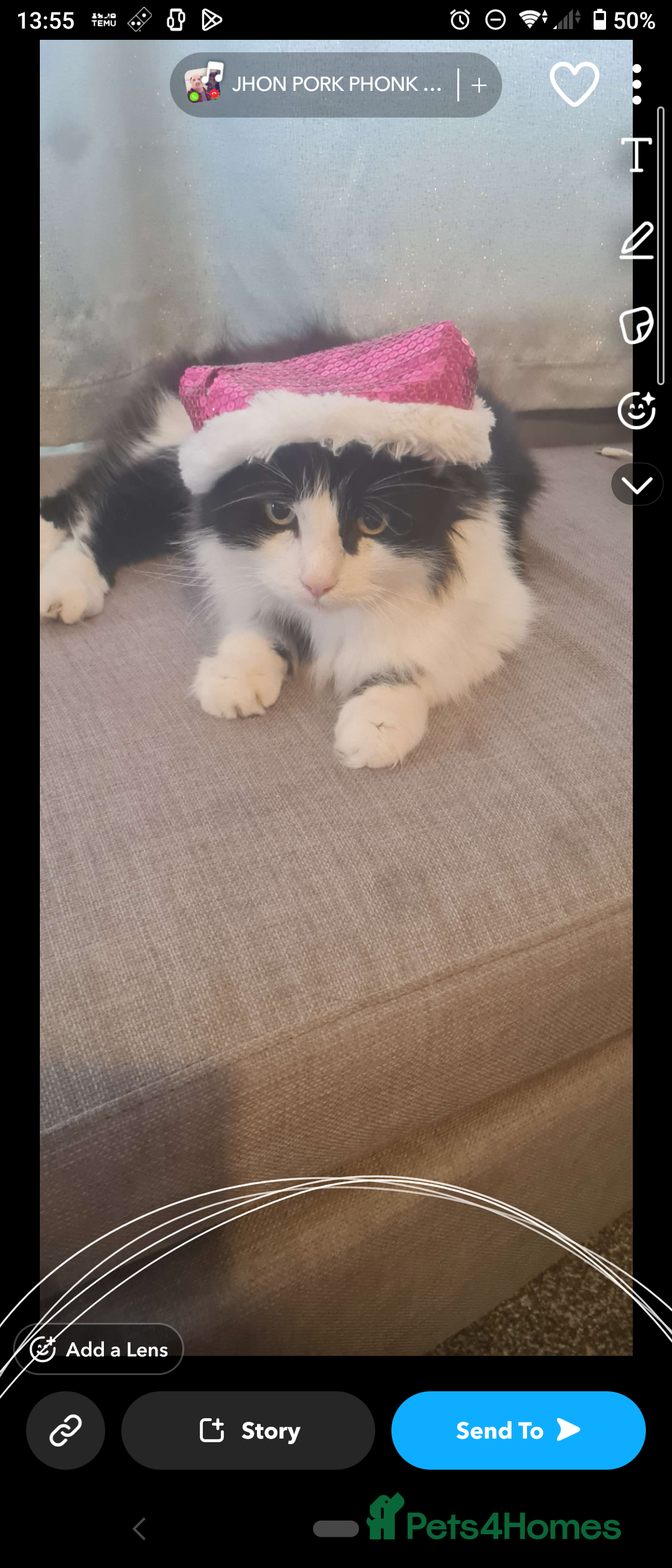 Mixed Breed cats for sale: Gorgeous male cat - Advert 2