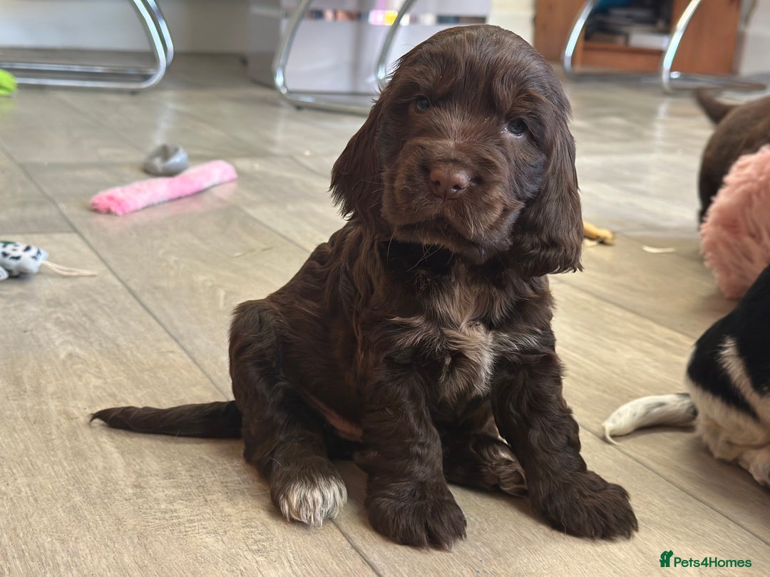 Cocker Spaniel dogs for sale: Fully Health tested show line cocker puppies  - Image 3