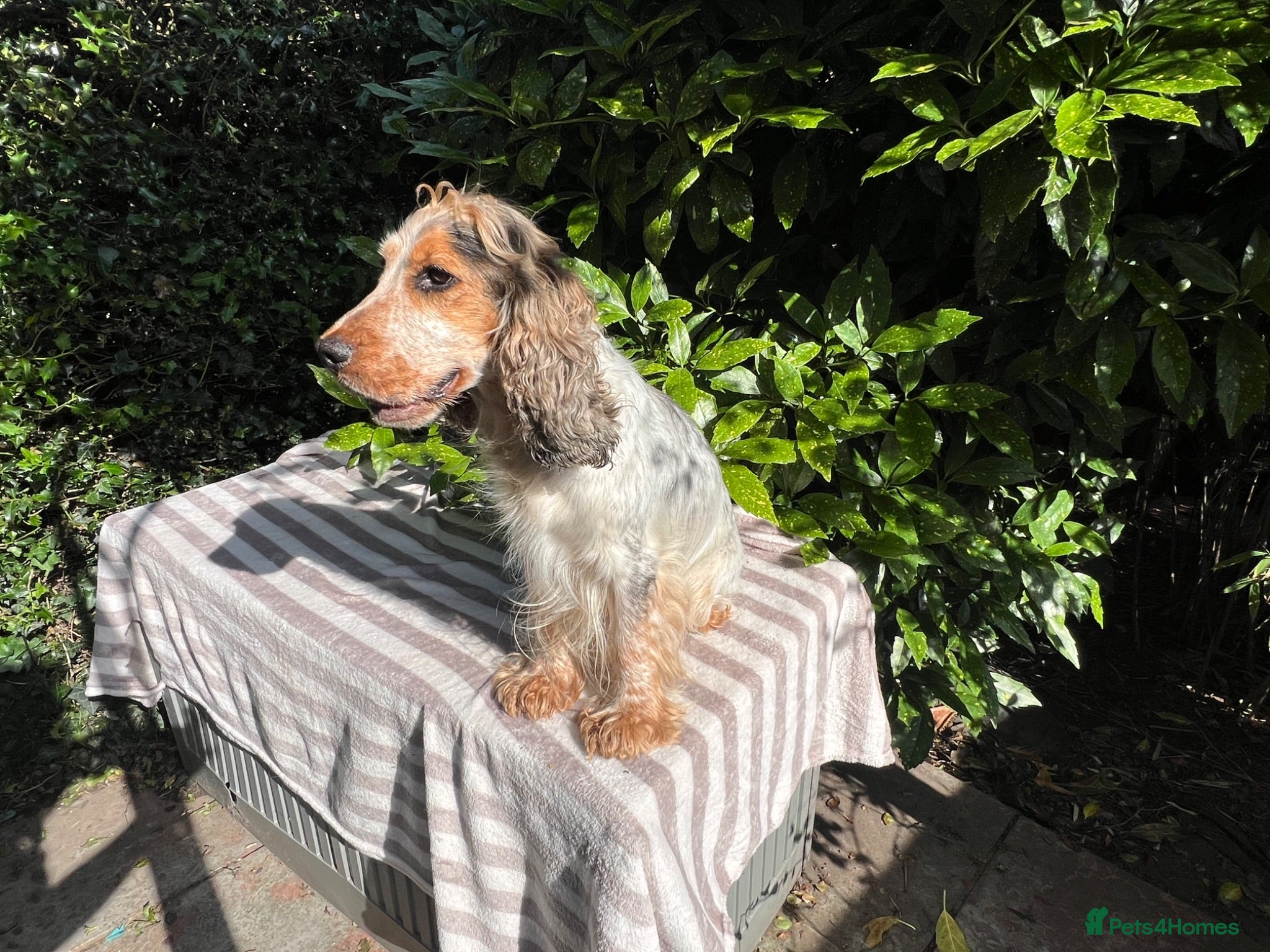 Cockapoo dogs F1 Roan Cockapoo-health tested,full refund guarant - Advert 2