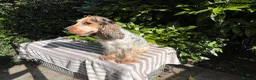 Cockapoo dogs for sale: F1 Roan Cockapoo-health tested,full refund guarant - Advert 2