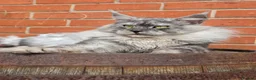 Maine Coon cats for stud: Black smoke boy from shaded line  - Advert 3