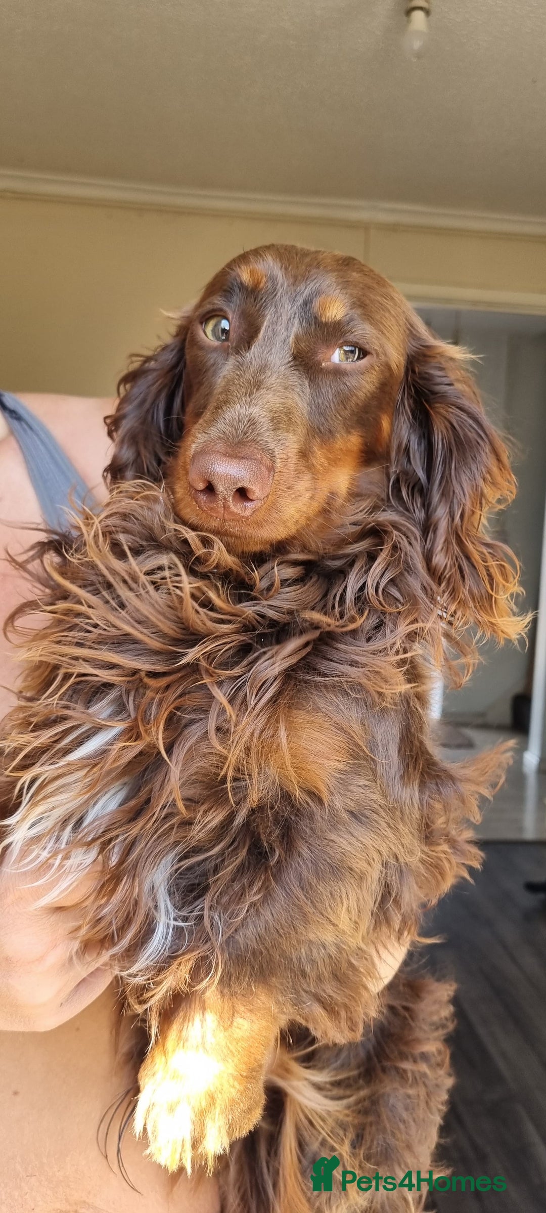 Miniature Dachshund dogs for sale: Kc longhair miniature dachshunds - Advert 9