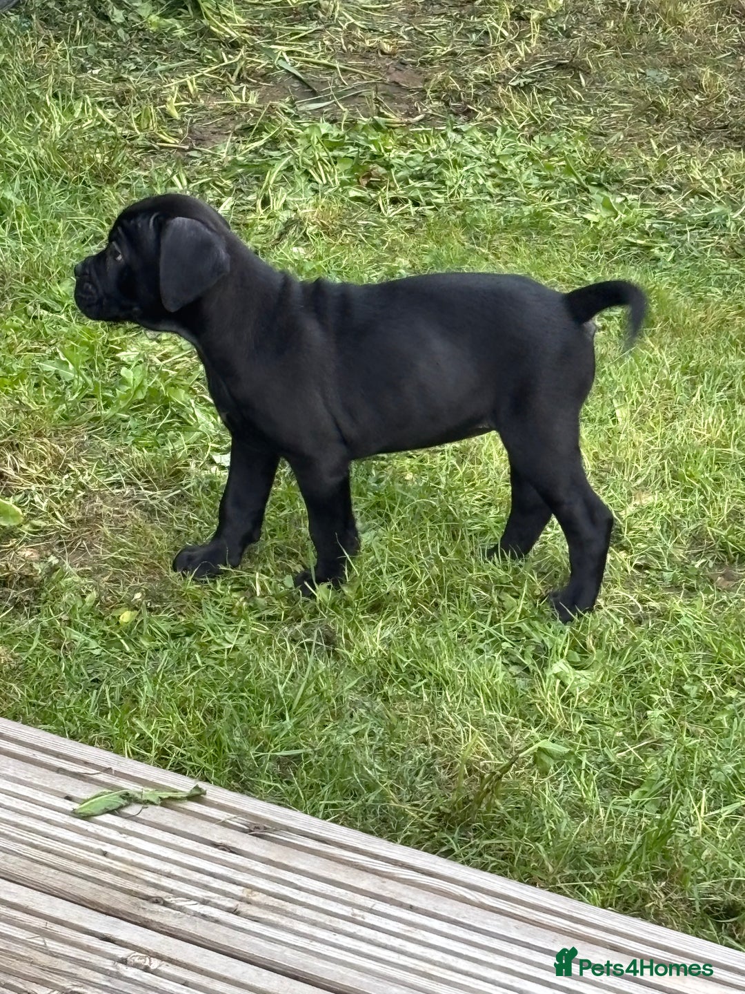 Mixed Breed dogs for sale: canó corso cross british bulldog stunning colours  - Image 30