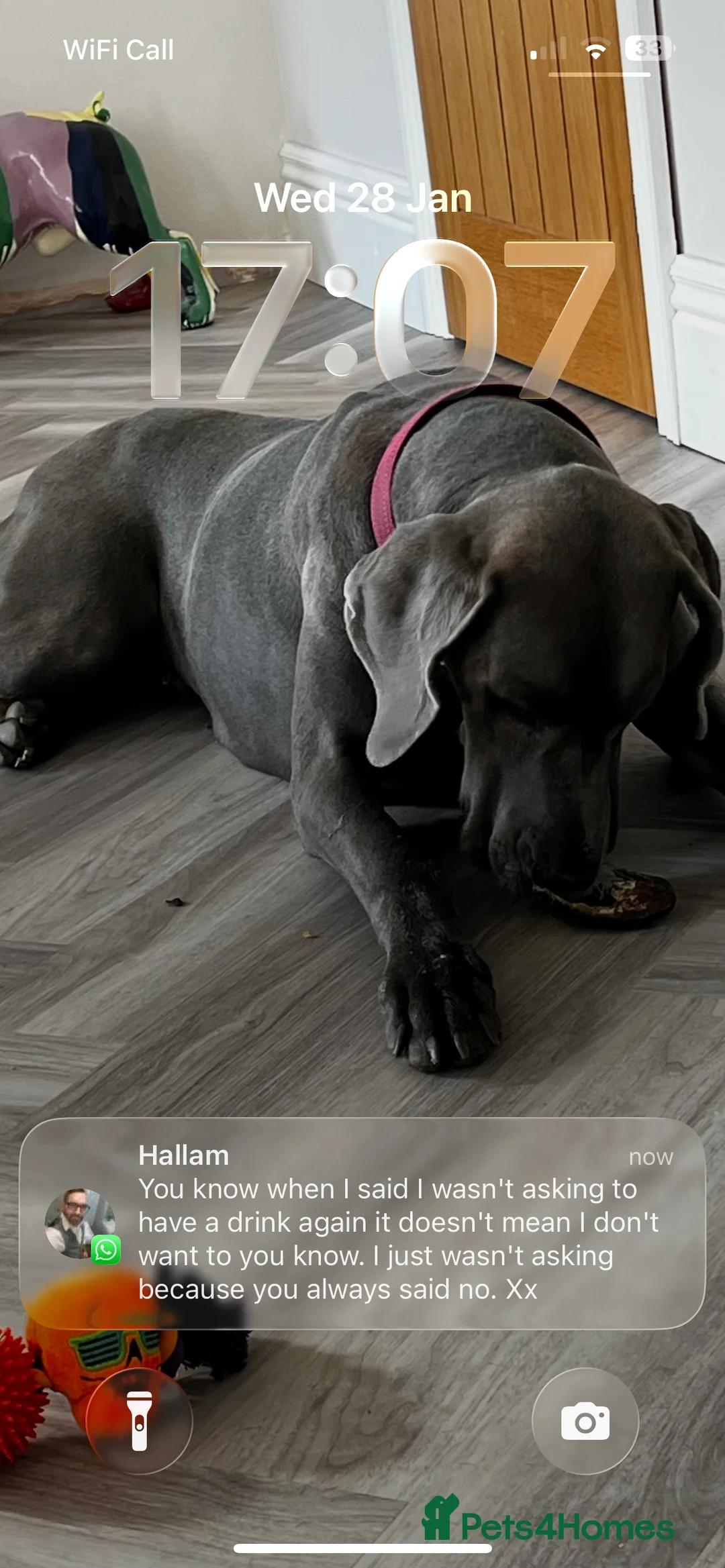 Great Dane dogs for sale: Solid Blue Great Dane Pups - Advert 8