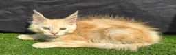Maine Coon cats for sale: Last Boy Ready now Tica MaineCoon  - Advert 9