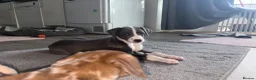 Mixed Breed dogs for sale: Collie whippet greyhound  - Advert 7