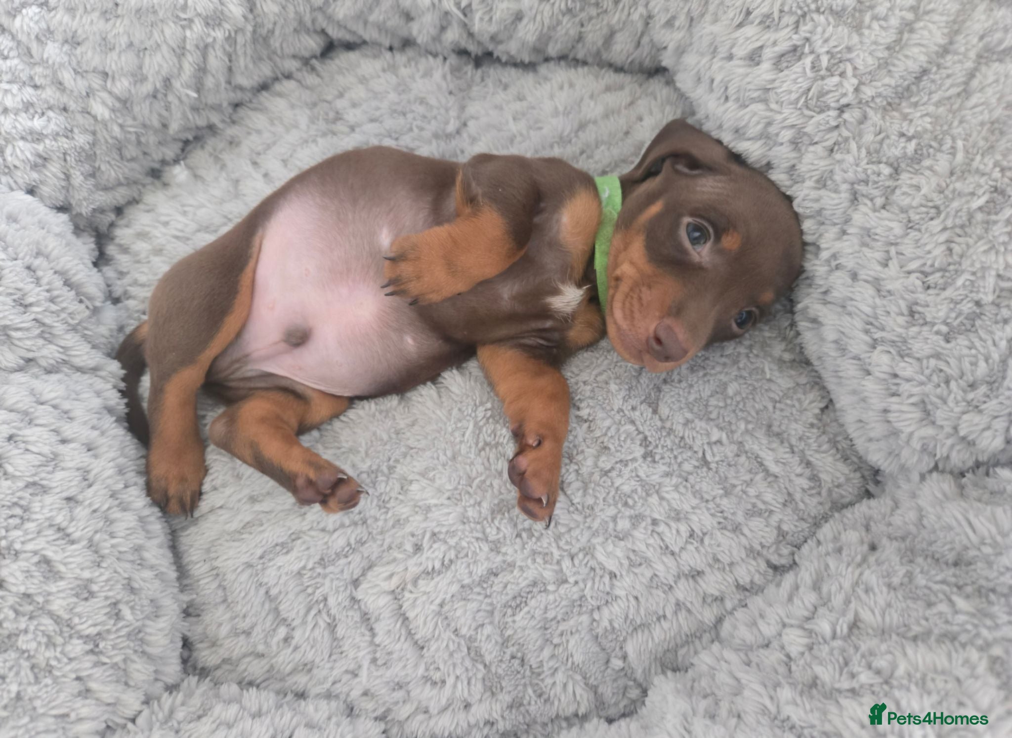 Miniature Dachshund dogs Miniature Dachshund pups for sale  - Advert 1