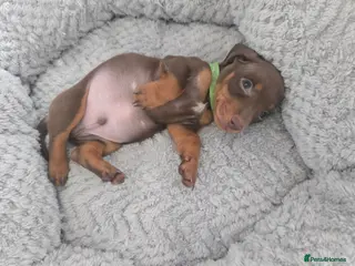 Miniature Dachshund dogs Miniature Dachshund pups for sale - Advert 1