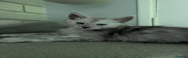 Maine Coon Kitten 4