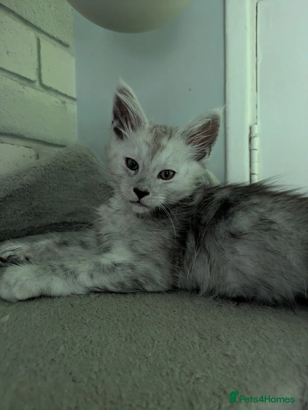 Maine Coon cats for sale: 5 beautiful male coon males  - Advert 10