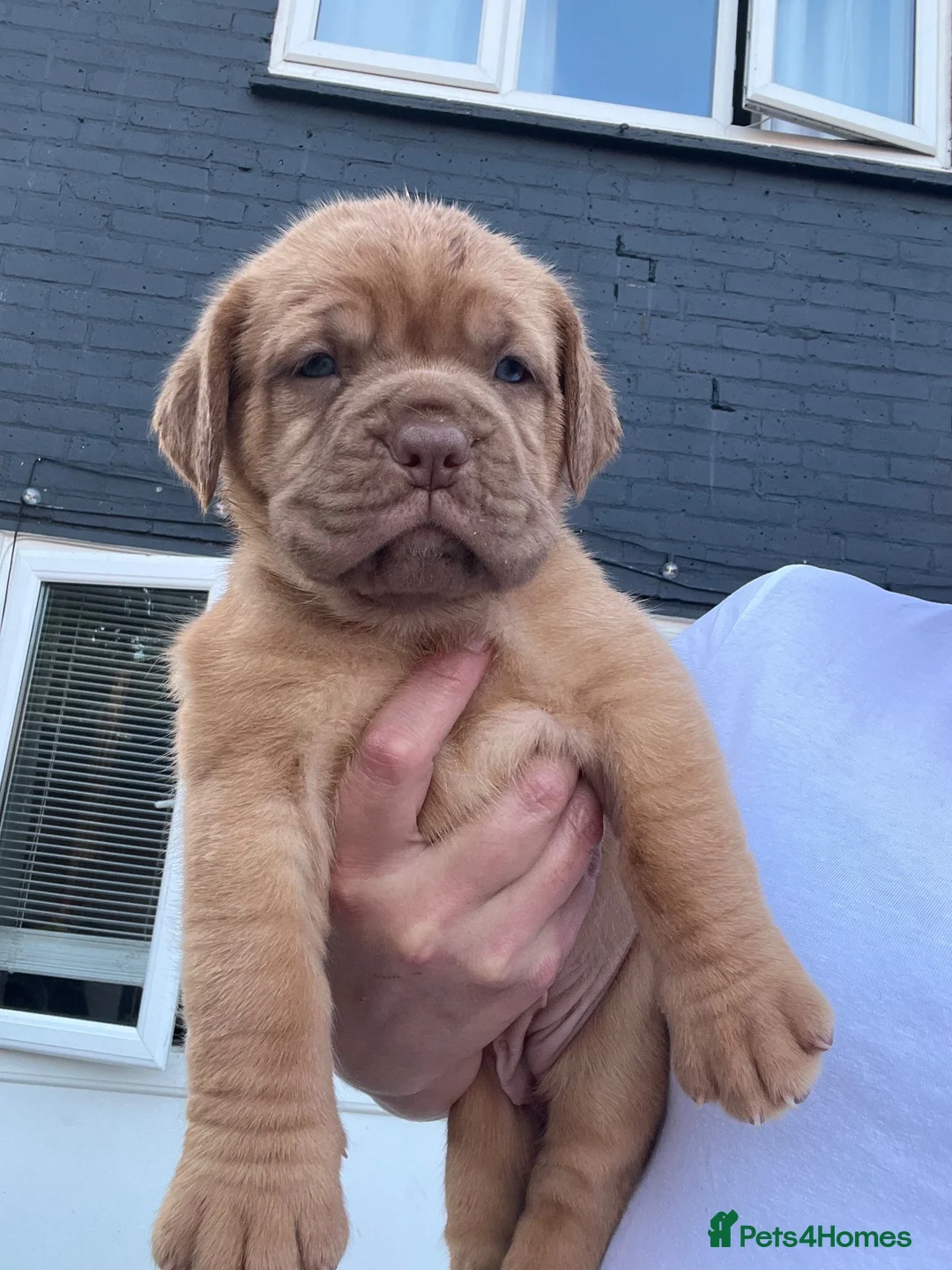 Dogue De Bordeaux dogs for sale: Dogue de Bordeaux pups🐶🐶 - Advert 1