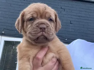 Dogue De Bordeaux dogs Dogue de Bordeaux pups🐶🐶 - Advert 3