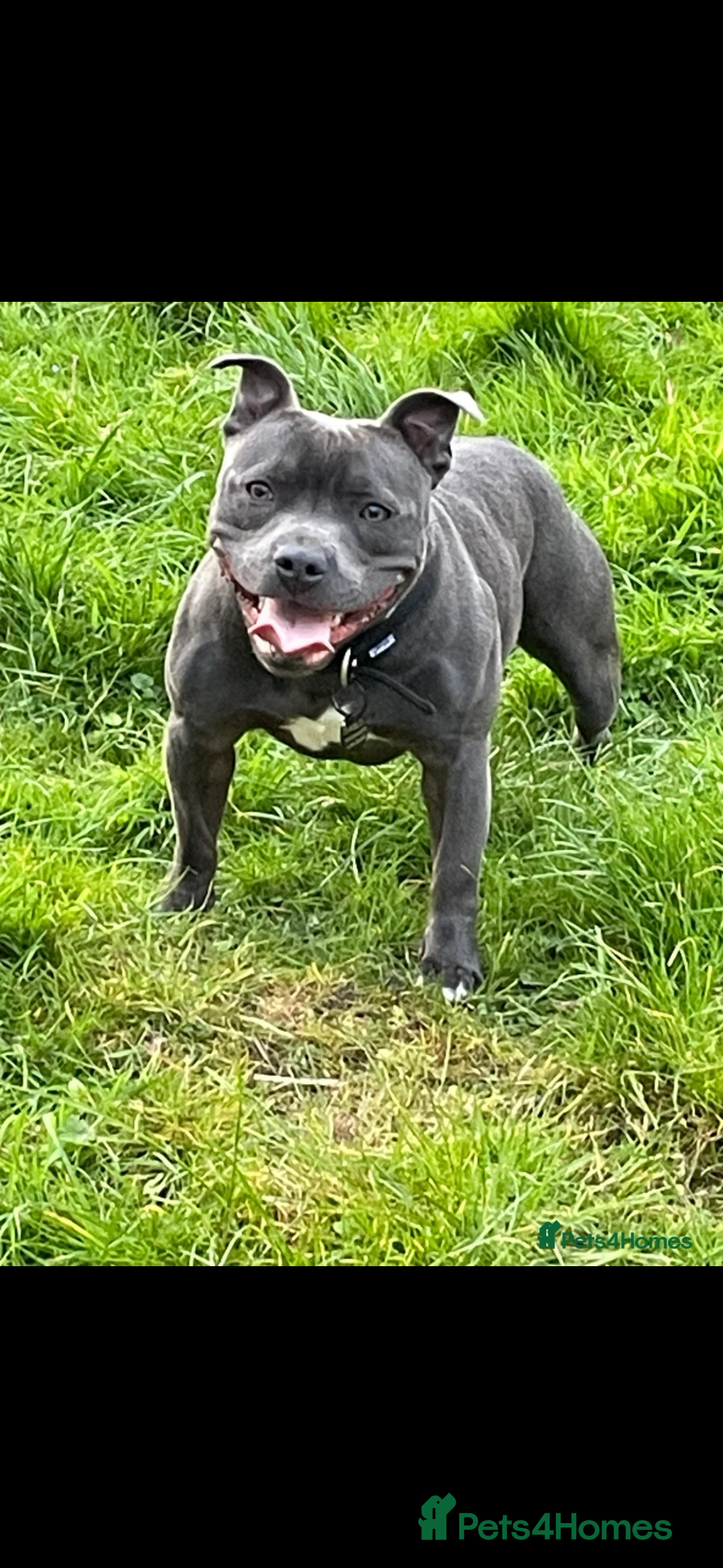 Staffordshire Bull Terrier dogs Blue Staffy For Stud proven KC  - Advert 1