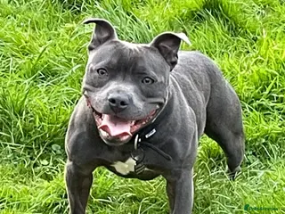 Staffordshire Bull Terrier dogs Blue Staffy For Stud proven KC - Advert 10
