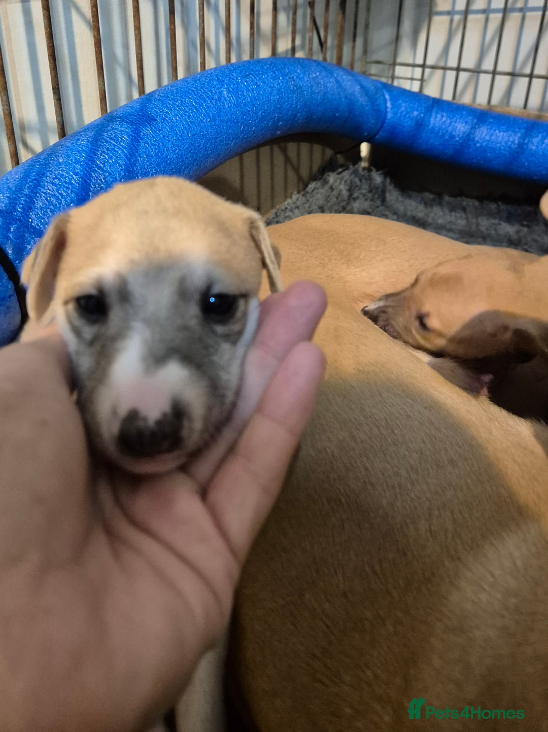 Whippet dogs for sale: 5 fawn kc whippet puppies beauitful markings  - Image 4