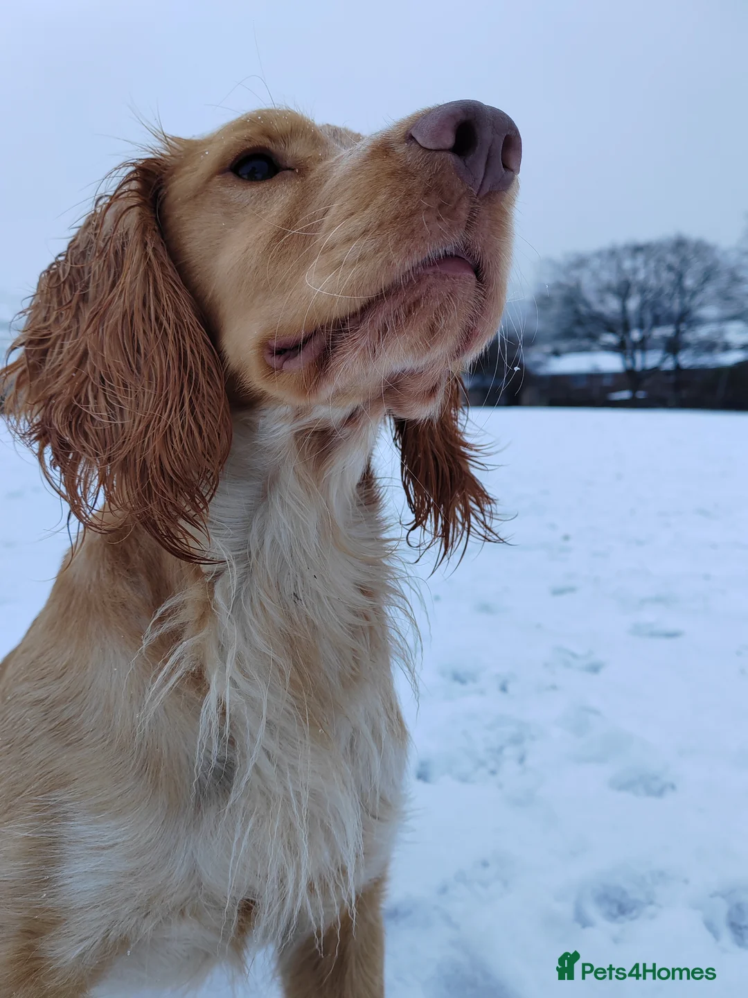 Cocker Spaniel dogs for stud: KC REGISTERED WORKING COCKER SPANIEL FOR STUD in Rhayader - Advert 7