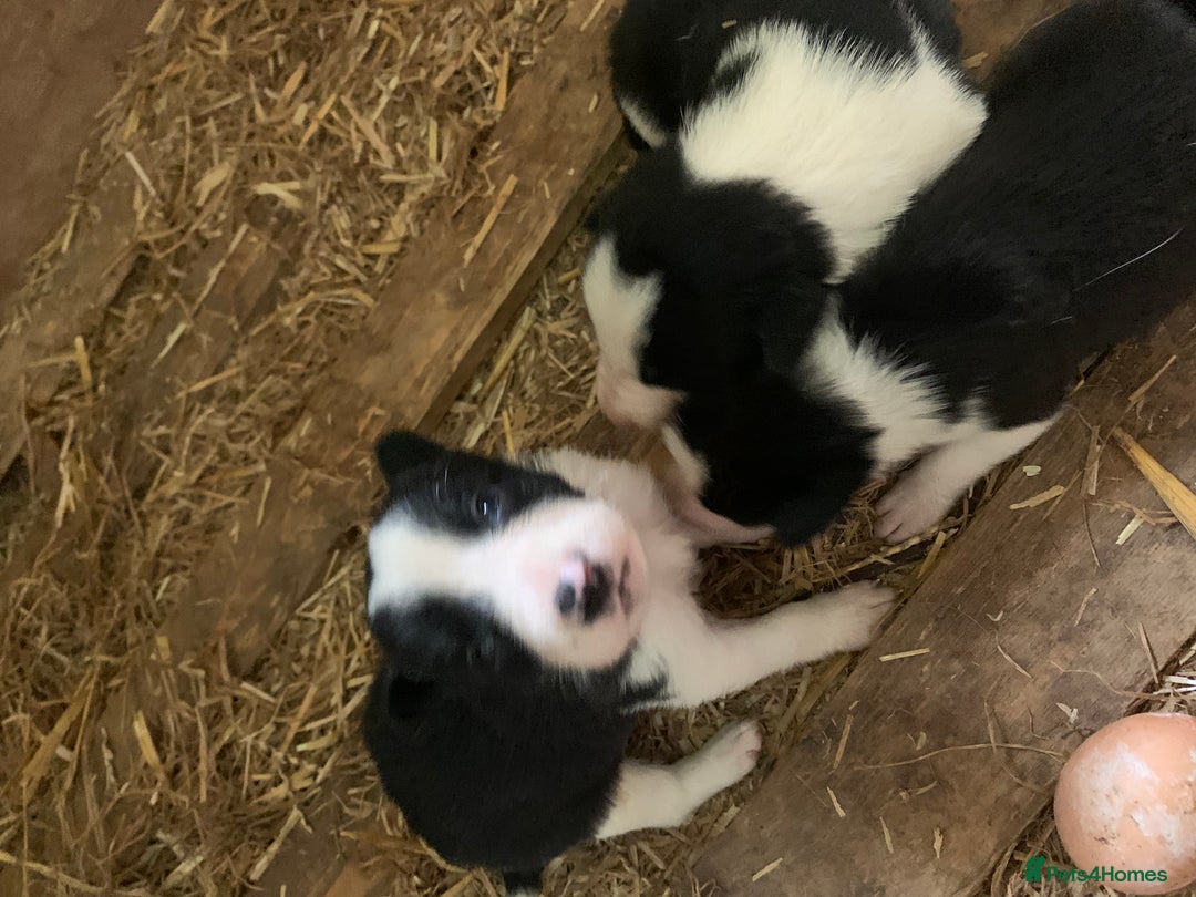 Border Collie dogs for sale: Choice of 9 sheepdog puppies up for selection!! - Image 4