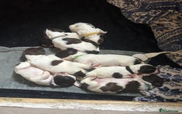 English Springer Spaniel dogs for sale: Springer spaniel pups  - Image 1