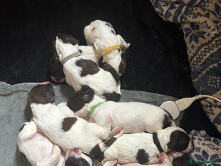 English Springer Spaniel dogs - Advert 19