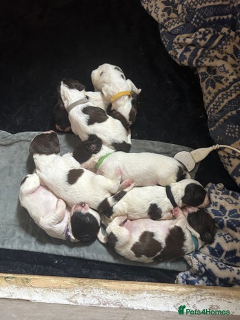 English Springer Spaniel dogs - Advert 2