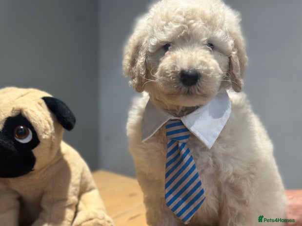 Mixed Breed dogs F1B SAINTBERNADOODLE FULL VET CHECKED ALL HEALTHY - Advert 16