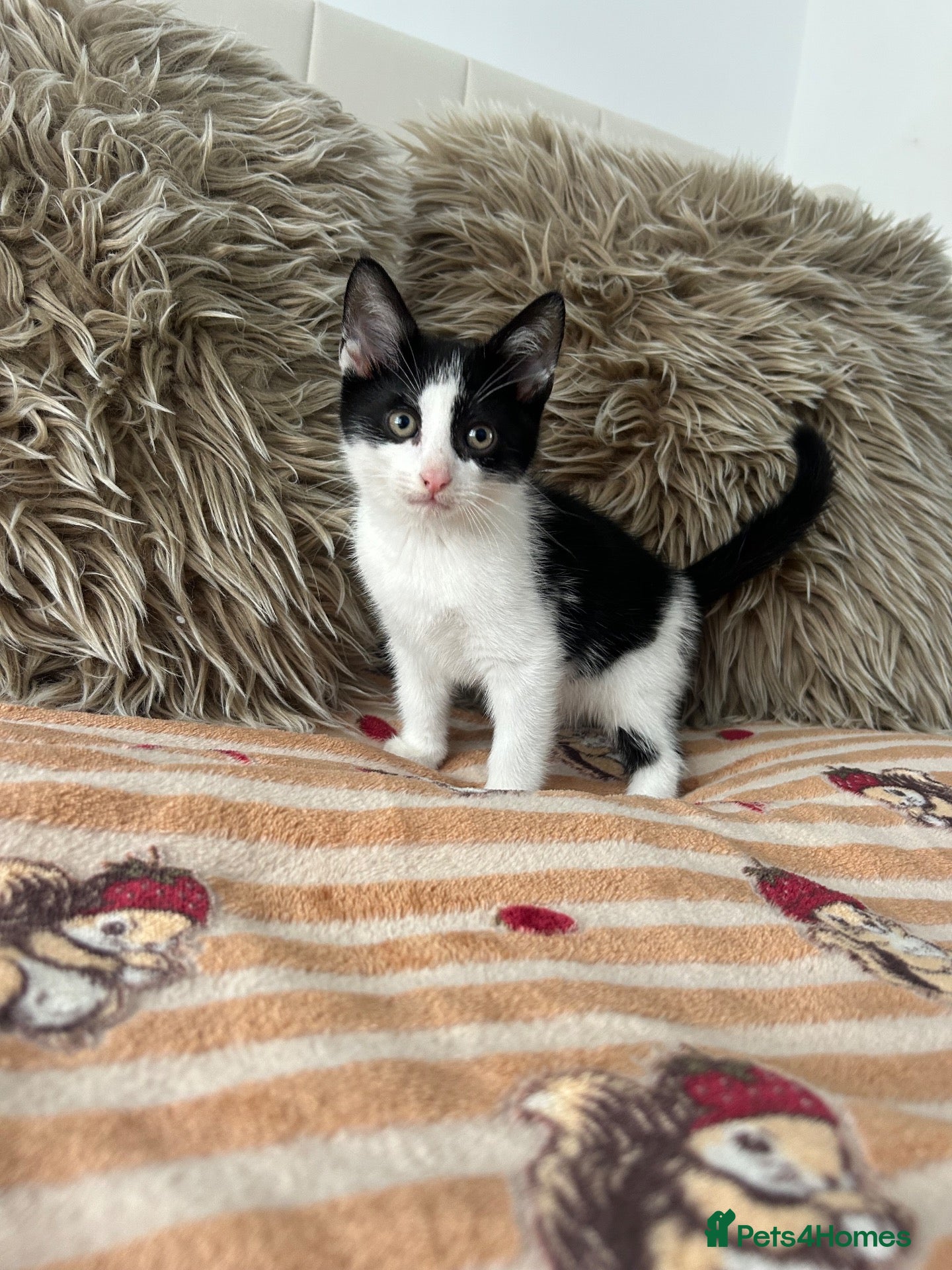 Mixed Breed cats Maincoon/tuxedo kittens 🐈‍⬛🏡 - Advert 3