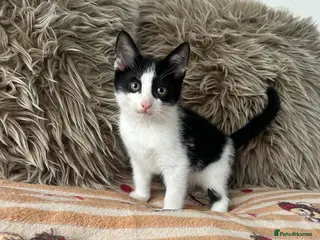 Mixed Breed cats Maincoon/tuxedo kittens 🐈⬛🏡 - Advert 3