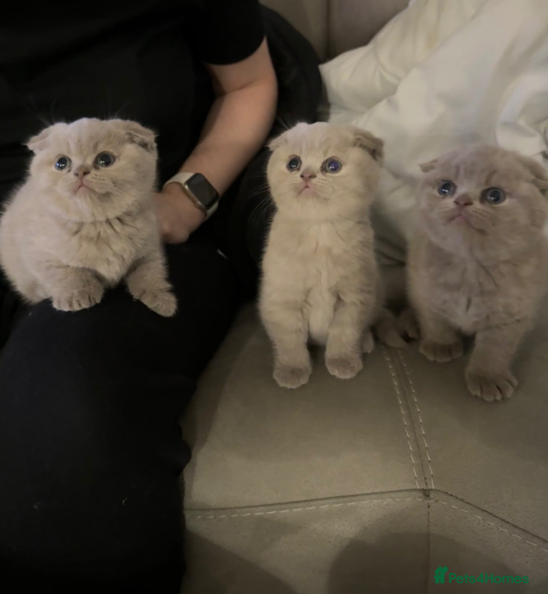 Scottish Fold cats Lilac british short hair/scottish fold kittens - Advert 7