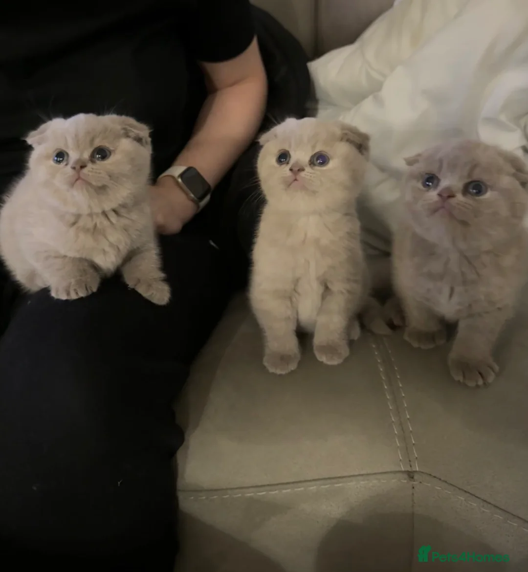 Scottish Fold cats for sale: Lilac british short hair/scottish fold kittens - Advert 1