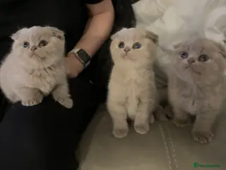 Scottish Fold cats Lilac british short hair/scottish fold kittens - Advert 7