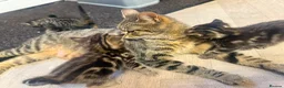 Mixed Breed cats for sale: 4 tabby kittens  in Sheffield - Advert 4