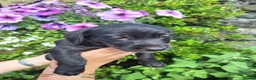 Mixed Breed dogs for sale: Beddy/jacks  in Girvan - Advert 22