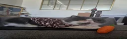 Exotic cats for sale: Exotic shorthair adult cat - Advert 11