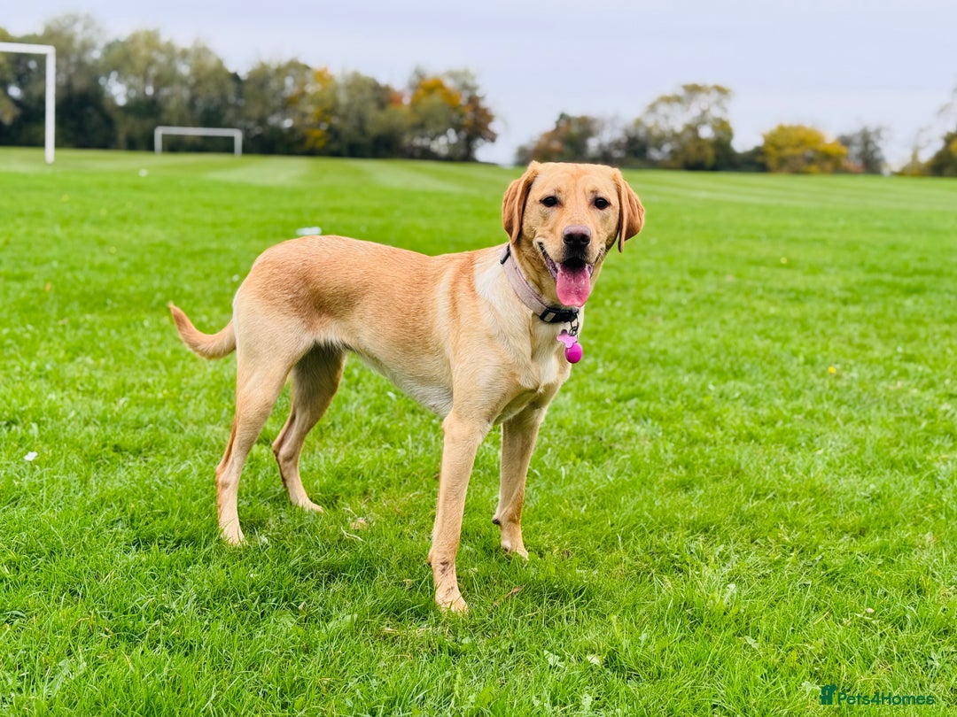 Labradoodle dogs for sale: 2 year old Labrador  - Image 5