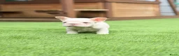 French Bulldog dogs for sale: Full pink husky  **  carrying curly boy in Basildon - Advert 2