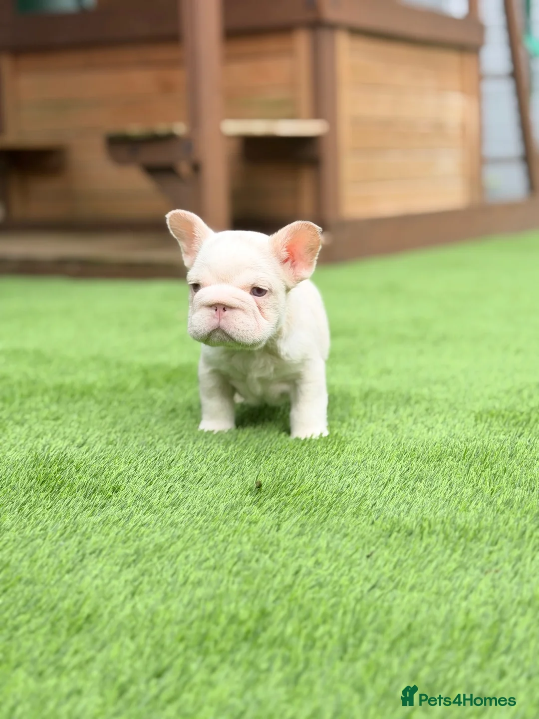 French Bulldog dogs for sale: Full pink husky  **  carrying curly boy in Basildon - Advert 2